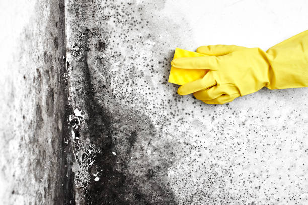 Office Mold Removal Services in Eagle Point, OR